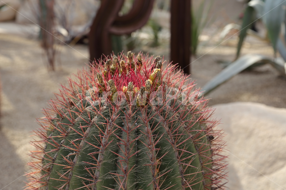 꽃,식물,flower,선인장,cactus,가시,사막