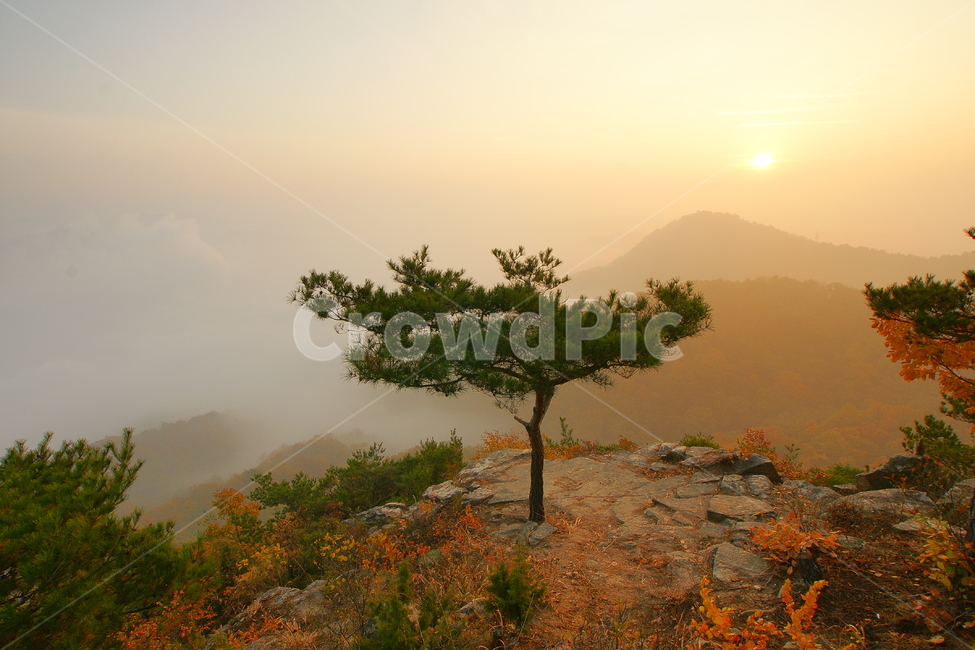 장군봉,세종시,일출,풍경,소나무,가을,계절,fall,autumn,season,자연,풍경,nature,landscape,tree,나무,plant,식물,outdoors,옥외