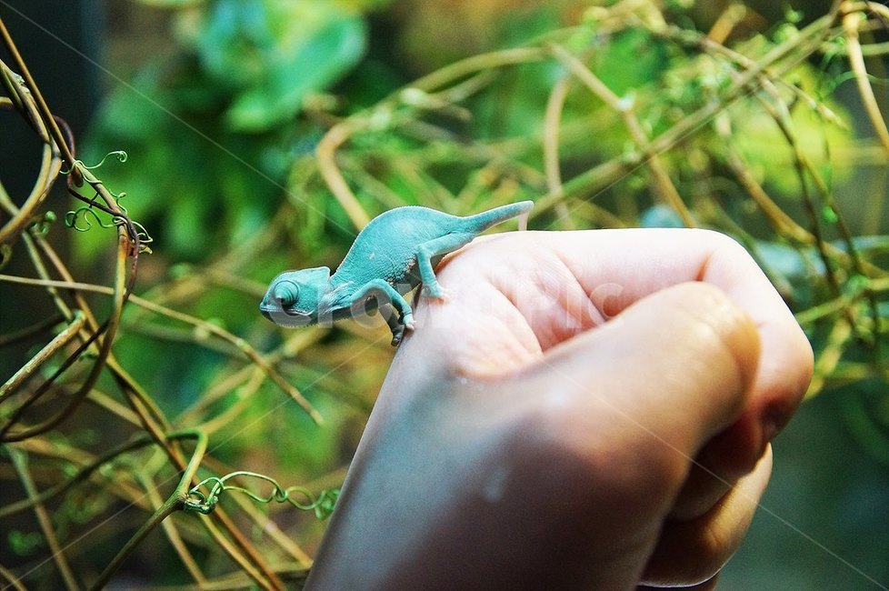 Reptile photo,exotic pet,chameleon,nature,Veiled Chameleon,reptile,rare pet,pet