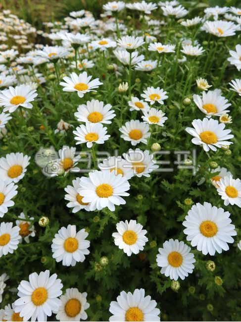 꽃, 들꽃, 야생화, 데이지, daisy, 사진,이미지,일러스트,캘리그라피 - 뚜벅뚜벅 막사작가