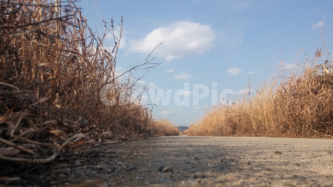 가을,갈대,풍경,하늘,길,가을,계절,fall,autumn,season,자연,풍경,nature,landscape,ground,바닥