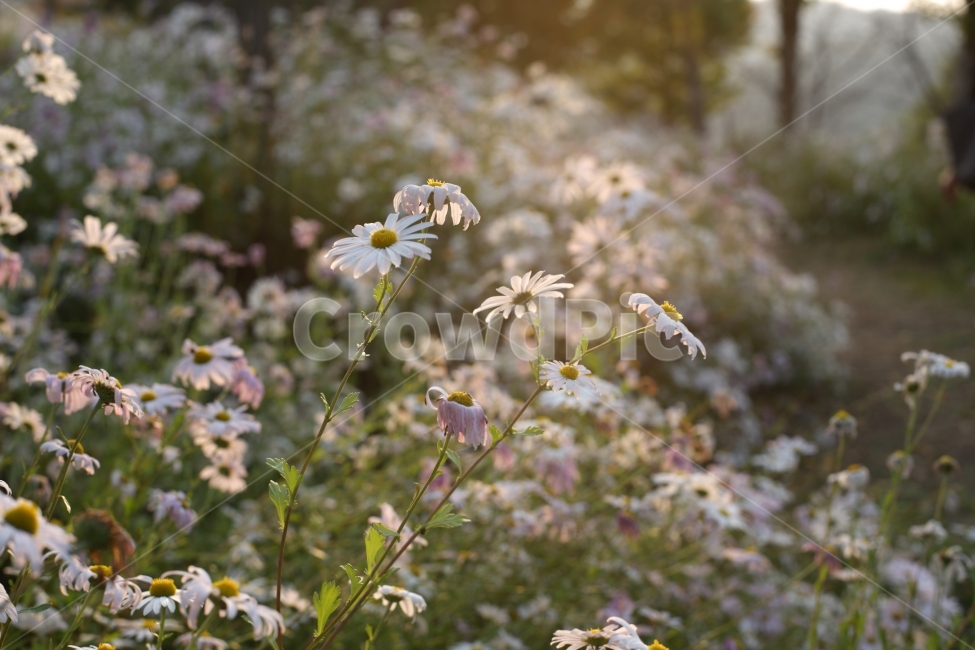 꽃,들꽃,풍경,식물,자연,flower,botanical,식물,자연,plants,nature,꽃,flower