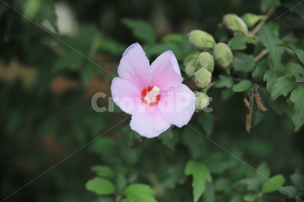 무궁화,국화,들꽃,근화,roseofsharon
