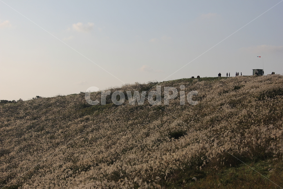 제주도,갈대,자연,들,field,nature,오름,하늘,구름,따뜻함,고요함,사색,소풍