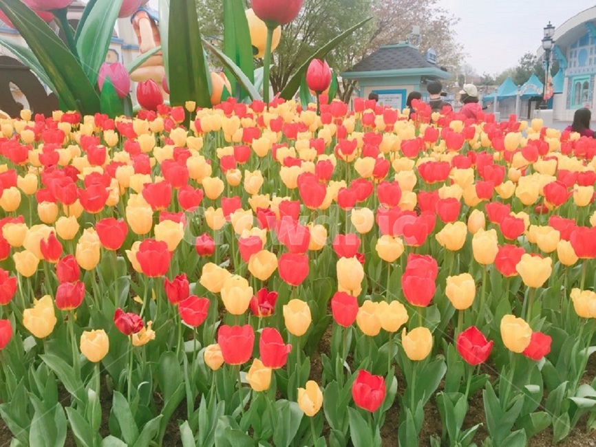 튤립,놀이동산,꽃,봄,축제,식물,자연,plants,nature,꽃,flower