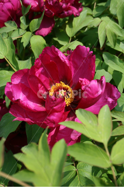 식물,flower,꽃,모란,붉은꽃,식물,자연,plants,nature,꽃,flower