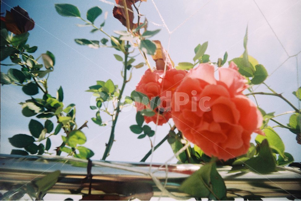 꽃,풍경,필름카메라,장미꽃,장미,울타리,분홍색,분홍꽃,flower,감성,감성사진,emotion,덩쿨,비네팅,하늘,여름,식물,자연,plants,nature,꽃,flower