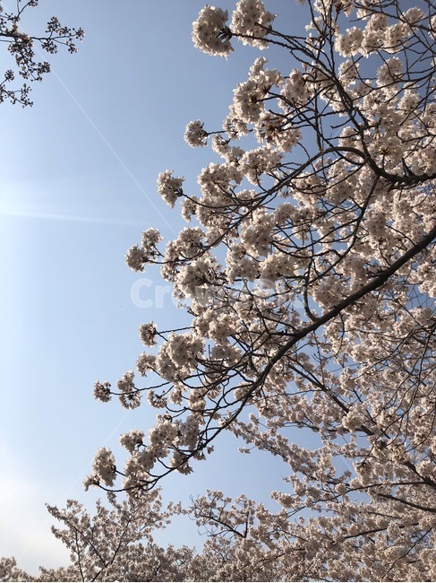 벚꽃,꽃,봄,풍경,자연,벚꽃놀이,봄,계절,spring,season,plant,식물,blossom,flower