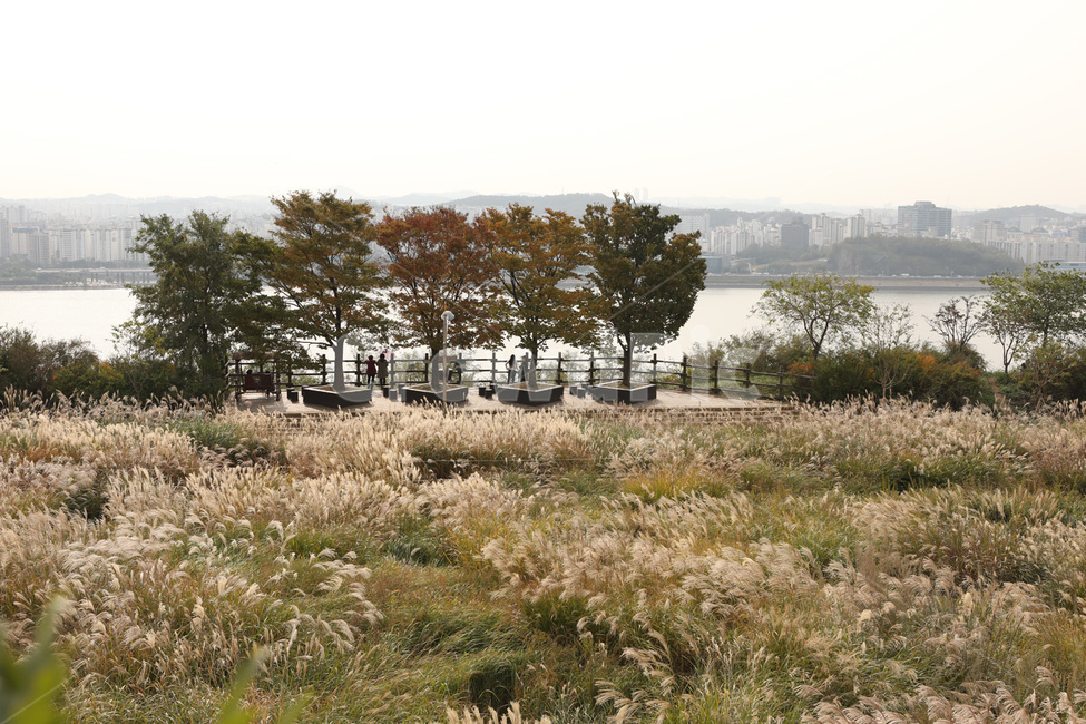 가을,갈대,나무,경치,자연,가을,계절,fall,autumn,season,자연,풍경,nature,landscape,plant,식물,grass,잔디