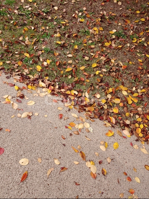 가을,단풍,나뭇잎,바닥,산책로,leaf,잎,plant,식물,자연,nature,ground