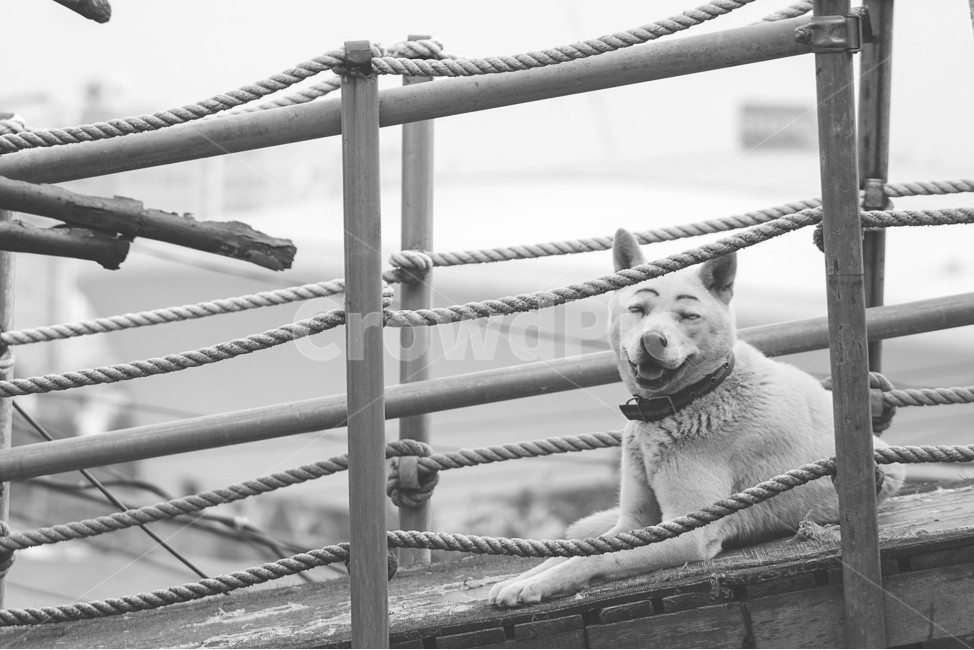인천,숭의동,달동네,우각로문화마을,풍경,landscape,소소한풍경,동물,animal,개,dog,웃는개,동물,animal,포유류,mammal,개,강아지,dog,doggy,흑백,모노톤,monochrome,black and white