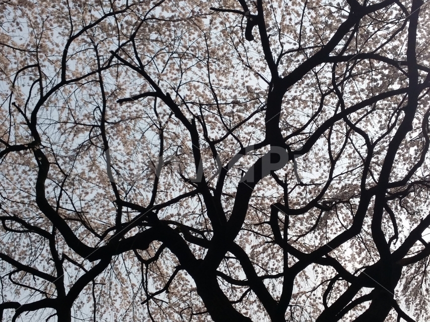 spring,weeping cherry blossoms,strength,dynamic