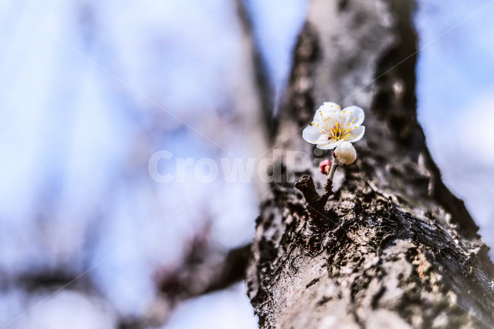 봄,꽃,매화,청매화,산책,축제,봄,계절,spring,season,식물,자연,plants,nature,꽃,flower,plant