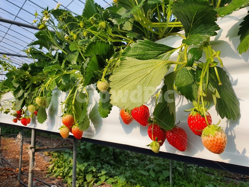 strawberry,딸기,fruit,과일,딸기농장