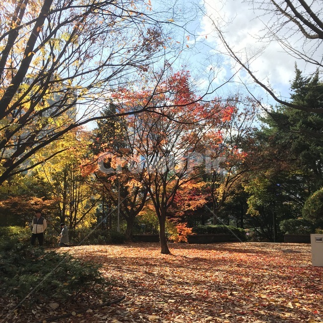 가을,낙엽,공원,계절,나무,tree,plant,식물,fall,주황,쓸쓸,따뜻,wood,forest,감성,감성사진,nature,자연,숲,산,mountain