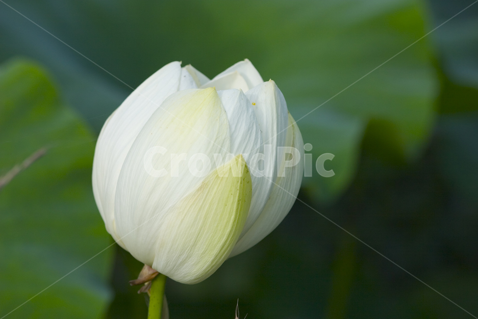 연꽃,녹색,흰연꽃,lotus,식물,배경,예쁜,가든,연못,여름,수초,화단,수련과,flower,garden,summer,beautiful,flowers,plants,nature,season,whitelotus