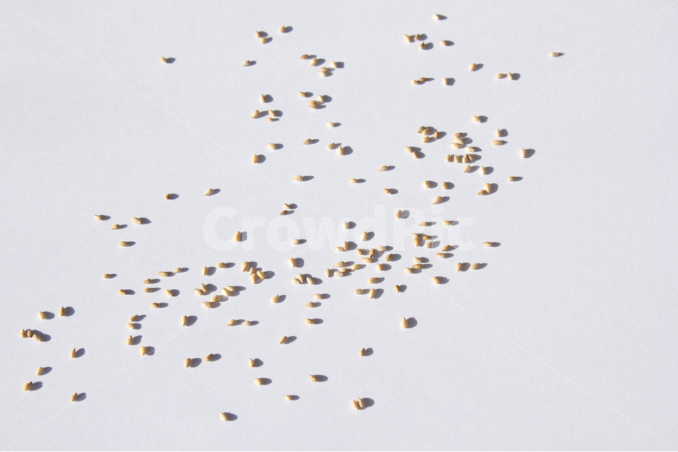 brown,closeup,dry,food,gold,grain,macro,meal,natural,nature,organic,plant,seed,seeds,sesame,sesameseed,sesameseeds,top,topangle,topview,yellow,깨,참깨,곡식,곡류,음식,음식재료,식재료,식물,씨앗,씨,갈색,브라운,말린,말리는,건조,자연,클로즈업,탑앵글,탑뷰,깨소금,농작물,농촌,농사,흰배경,뿌린,뿌려놓은,곡류,곡식,cereals