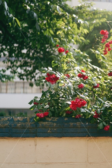 flower,꽃,blossom,장미,봄,rose,spring,warm,따뜻한,아름다운,beautiful,예쁜,꽃잎,petal,햇빛,sunlight,summer,여름,계절,season,green,초록,plant,식물
