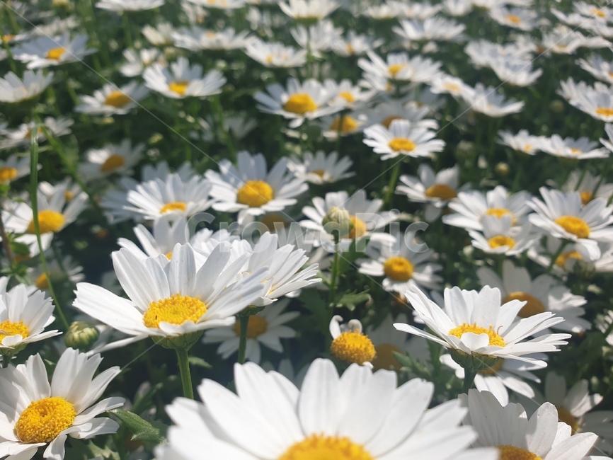 흰꽃,flower,꽃,꽃밭,봄