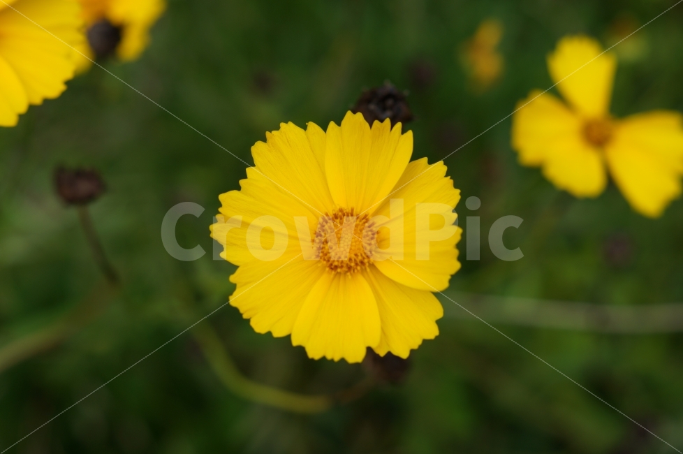꽃,꽃사진,코스모스,가을,식물,가을,계절,fall,autumn,season,식물,자연,plants,nature,꽃,flower,plant