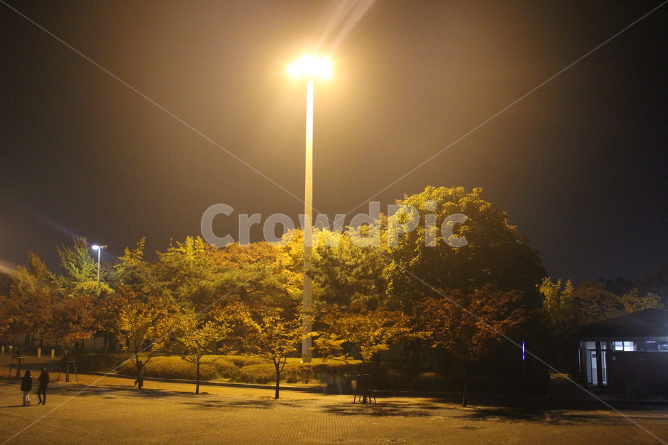 새벽,밤,나무,올림픽공원,단풍,자연,풍경,nature,landscape,야경,밤,nightscape,night