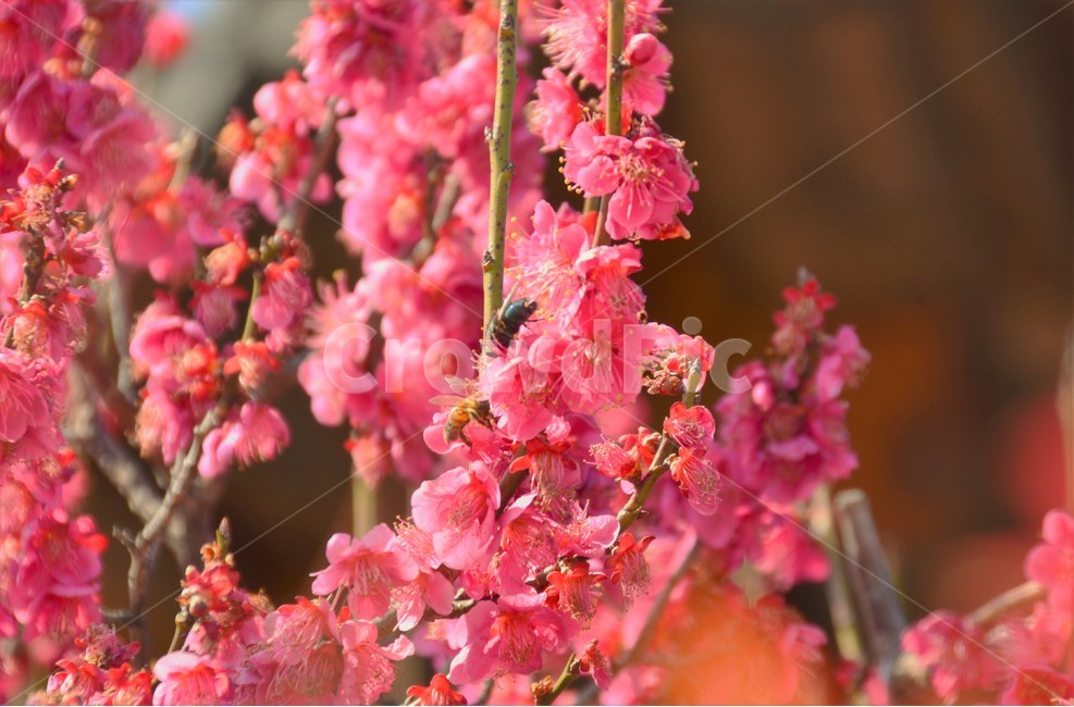꿀벌,빨간꽃,수정,봄,감성,봄,계절,spring,season,식물,자연,plants,nature,꽃,flower,동물,animal,곤충,벌레,insect,bug,감성,sensible,feeling,plant,geranium,제라늄,blossom