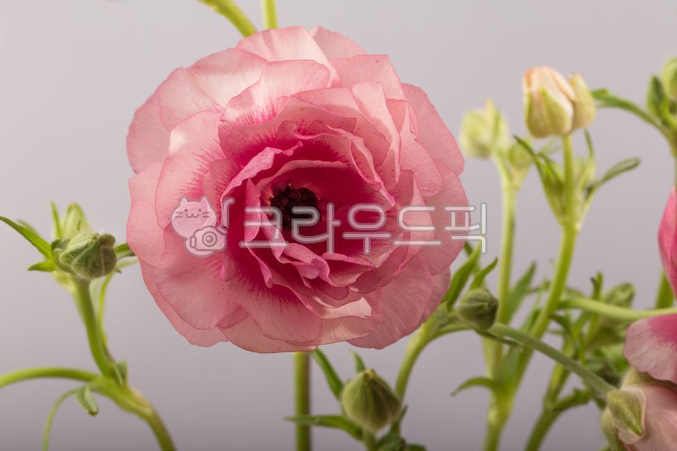 꽃,라넌큘러스,라넌,꽃송이,핑크색,화병,꽃장식,버터플라이라넌큘러스,꽃,flower