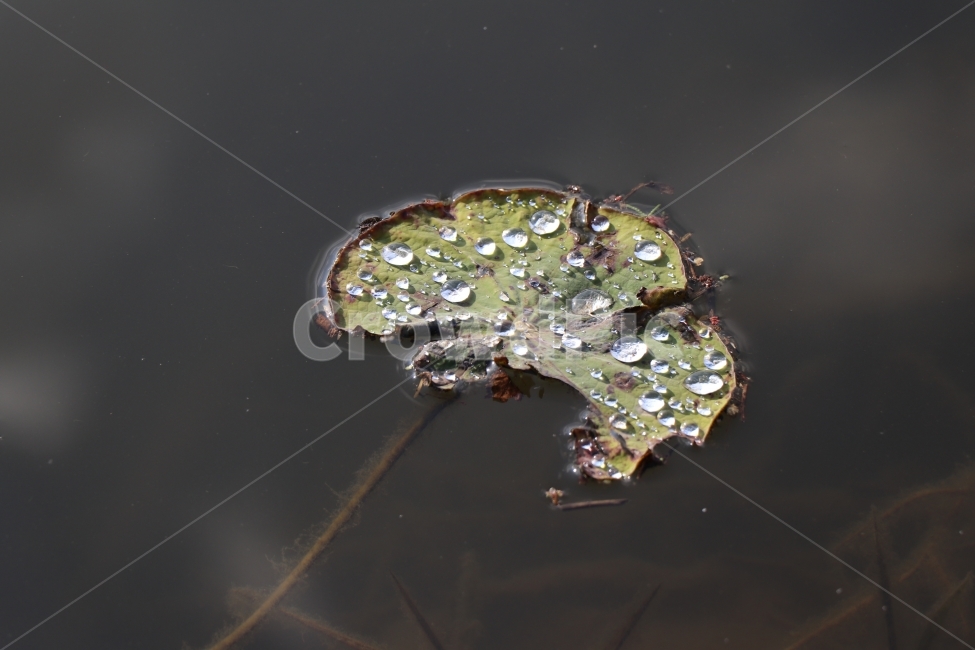 연잎,물방울,겨울,연못,식물,식물,자연,plants,nature