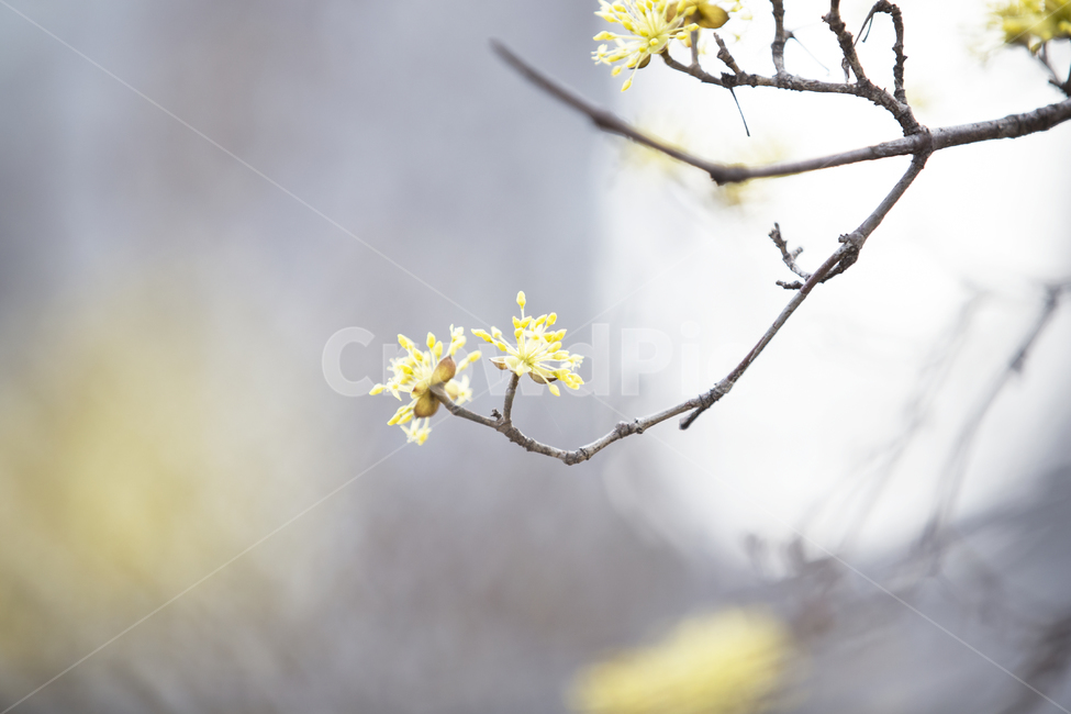 유채꽃,봄꽃,rapeflower,플라워,스프링,spring,노란꽃,식물,봄,계절,spring,season,식물,자연,plants,nature,꽃,flower,plant
