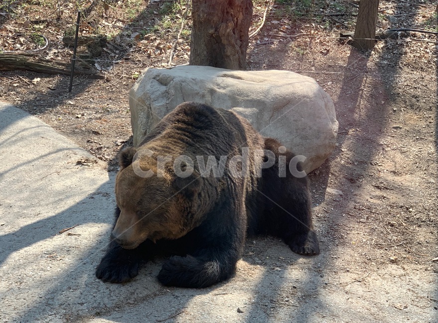 곰,bear,불곰,brownbear,animal,동물,동물원,zoo,mammal,포유류,wildlife,야생동물