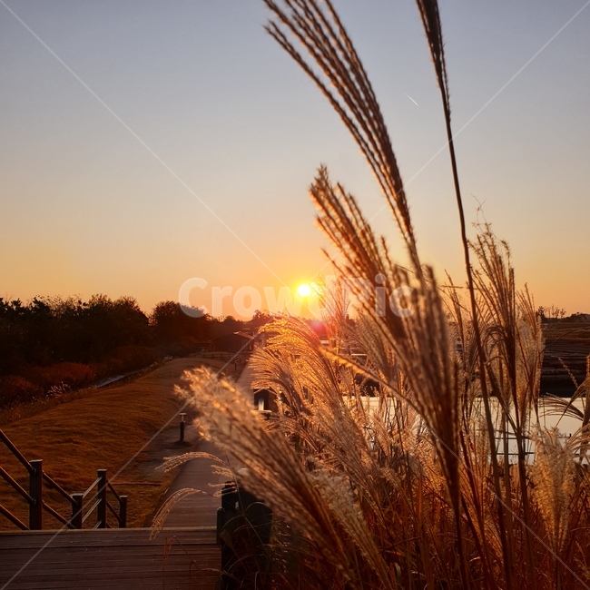 노을,저녁,갈대,grass,잔디,plant,식물,light,빛,flare,플레어