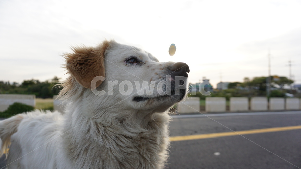 개,강아지,떠돌이견,귀여운,dog,아련한,동물,animal,포유류,mammal,개,강아지,dog,doggy