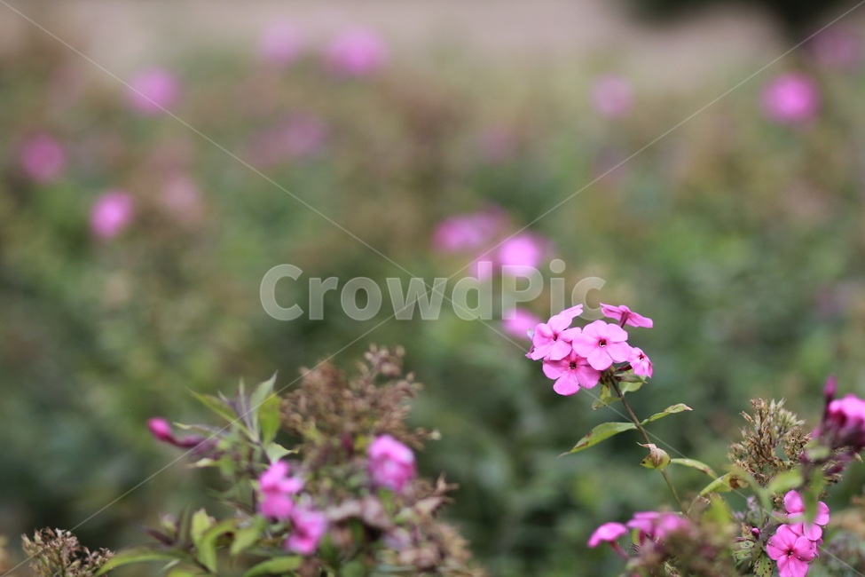 flower,plant,식물,blossom,들꽃,자연,식물,자연,plants,nature,꽃,flower