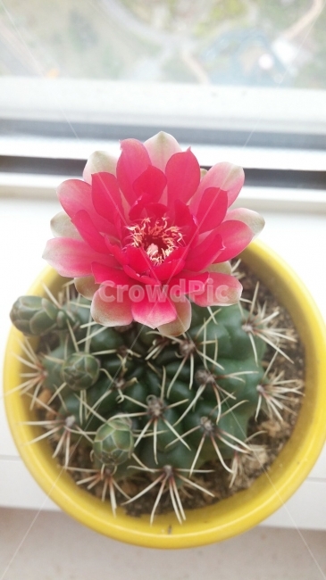 선인장,선징장꽃,꽃,꽃잎,봄,만개,연꽃,장미,식물,자연,plants,nature,꽃,flower,실내용화초,화분,화초,house plant