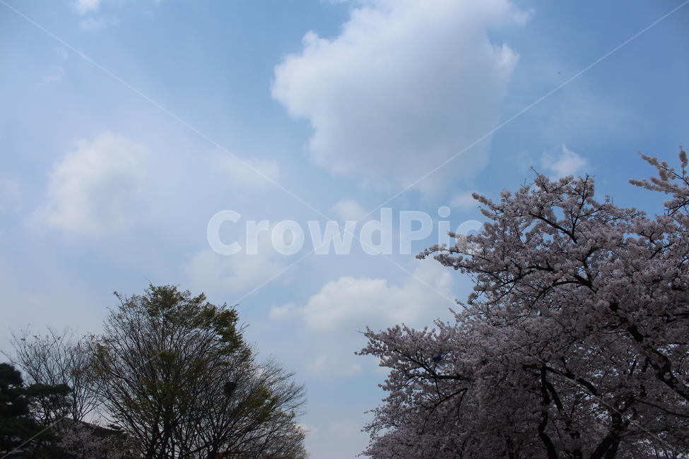 하늘,벚꽃,꽃,벚꽃나무,봄,봄,계절,spring,season,자연,풍경,nature,landscape,plant,식물