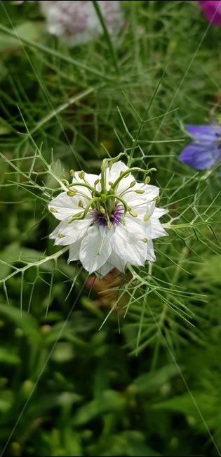 꽃,자연,식물,풀,들풀,들꽃,야생화,plants,nature,flower,배경,분홍,봄,여름,감성,흰색,white,화이트,접사