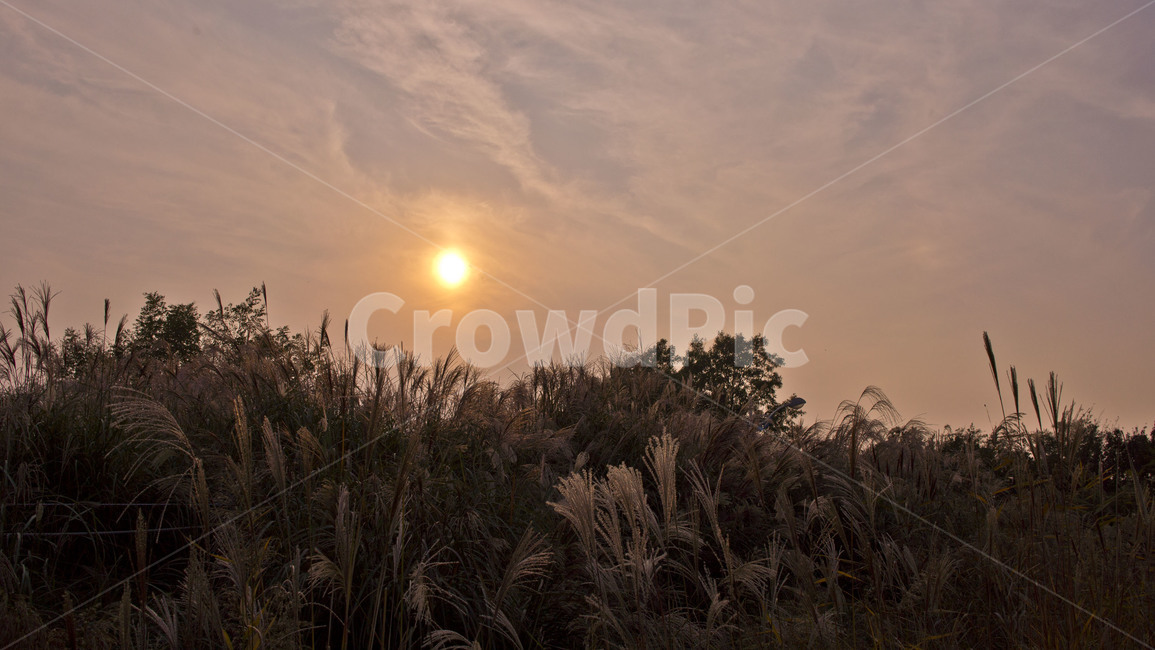 바람,갈대,쓸쓸,고요,해질녘,자연,풍경,nature,landscape,grass,잔디,plant,식물,lawn,reed