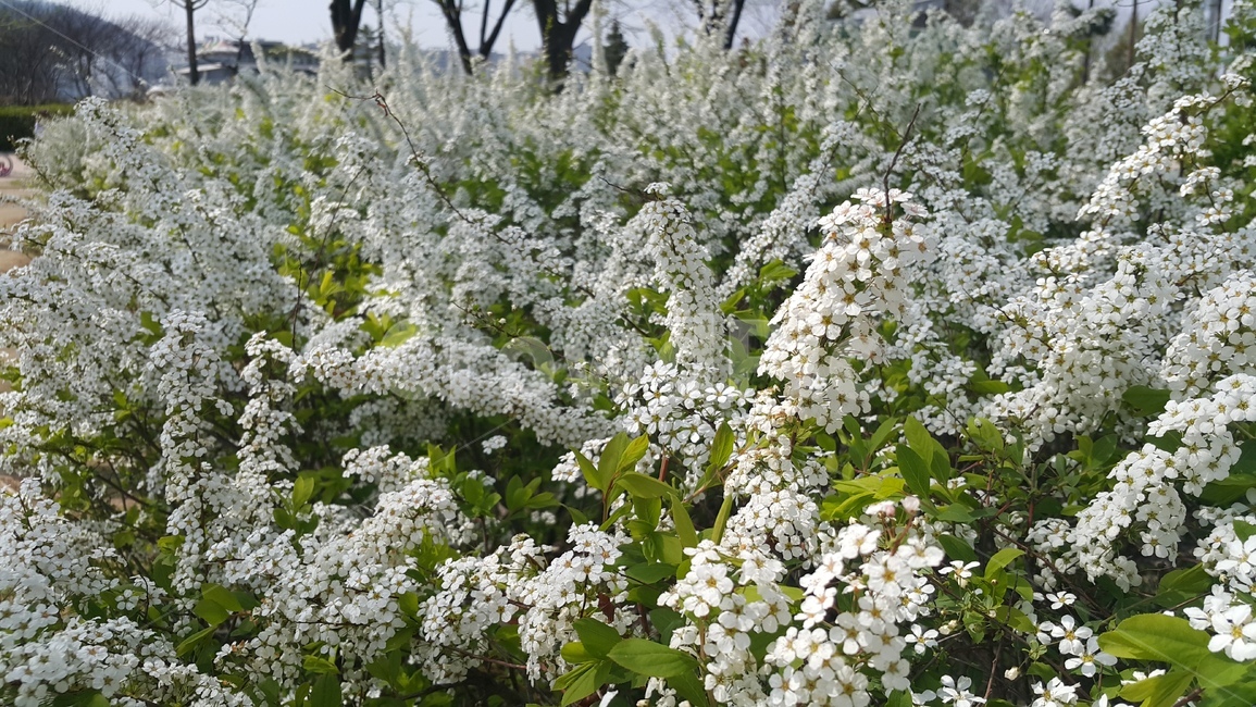 꽃,fiower,들꽃,봄,식물,식물,자연,plants,nature,꽃,flower