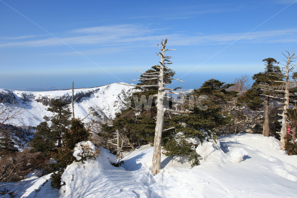 한라산,겨울,눈,하늘,자연,풍경,고사목,국립공원,겨울,계절,winter,season,자연,풍경,nature,landscape,한국자연풍경,한국자연경관,korea nature landscape,제주도,jeju,jeju island,plant,식물,tree,나무,fir,전나무,abies,아비