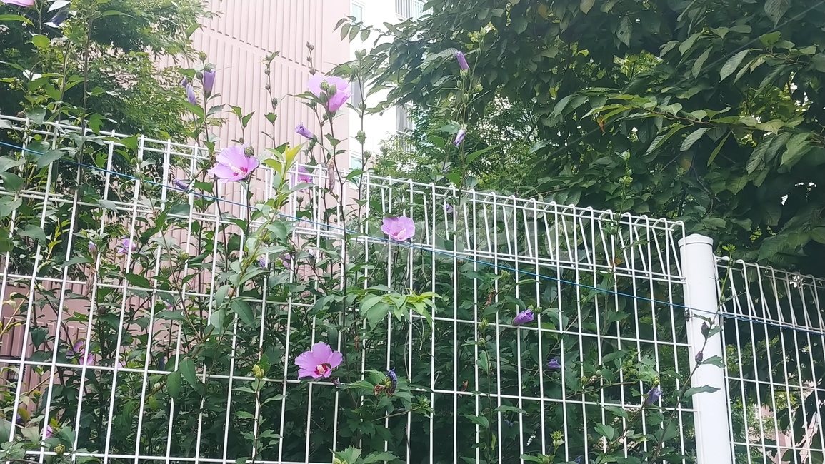 무궁화,골목길,꽃,우리나라국화,꽃봉우리,무궁화나무