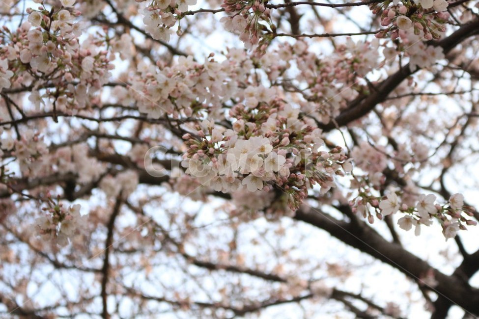 벚꽃,꽃,봄,산,나무,봄,계절,spring,season,식물,자연,plants,nature,꽃,flower,plant,blossom