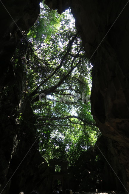 야자수,그리너리,자연,여름,청량,자연,풍경,nature,landscape