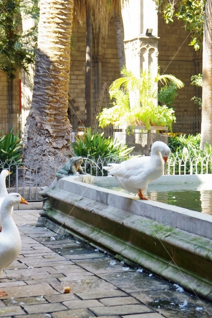 	여행,스페인,바르셀로나,travel,spain,barcelona,백조,swan,동물,animal,해외,외국,세계,foreign,oversea,world,조류,새,birds