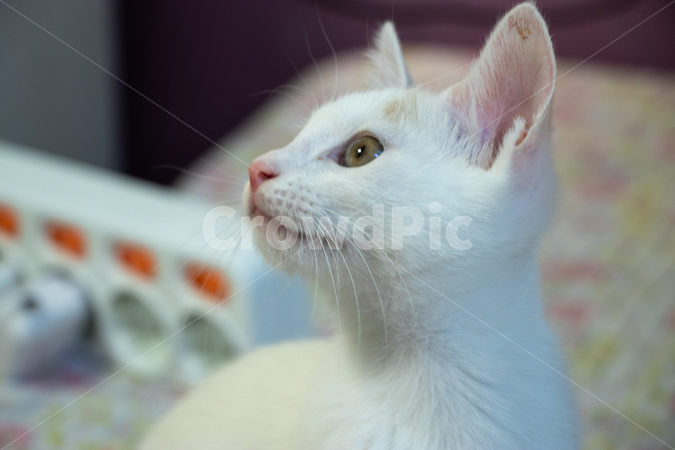 고양이,고양이얼굴,cat,동물,고화질동물,동물,animal,포유류,mammal,고양이,cat,kitten,kitty