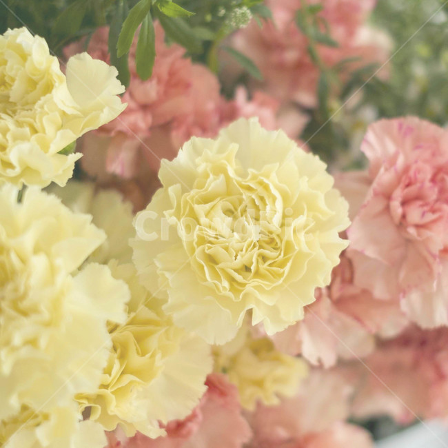 노란꽃,노랑,yellow,flower,봄,식물,plant,blossom,꽃,식물,자연,plants,nature,꽃,flower