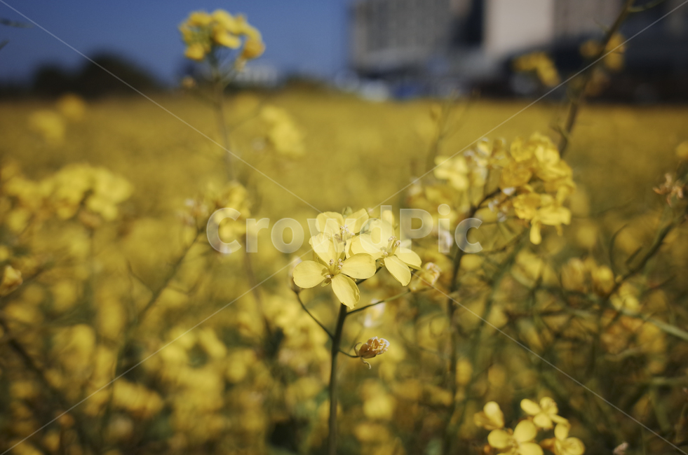 유채꽃,유채,plant,식물,flower,꽃,yellow,green,봄꽃,노란꽃,노란,초록,노랑