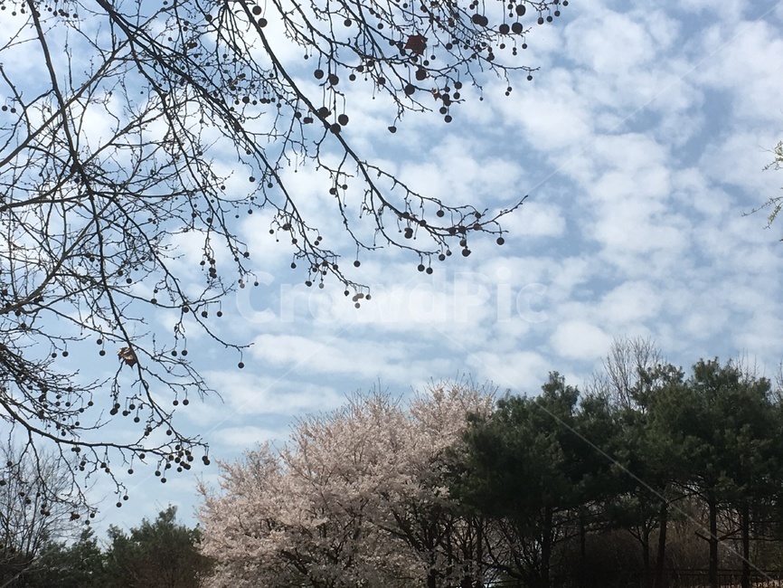 뭉게구름,구름,파란하늘,산책,봄날,cumulus,cloud,thebluesky,walk,springday,벚꽃,소나무,나뭇가지,자연,계절,봄,열매,벗꽃나무,cherryblossoms,pine,branch,nature,season,spring,fruit,cherryblossomtree