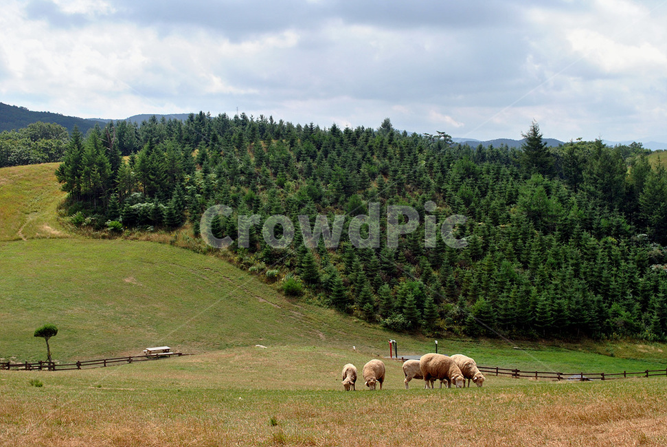 field,들,목초지,grassland,동물,양,자연,nature,sheep,animal,포유류,mammal