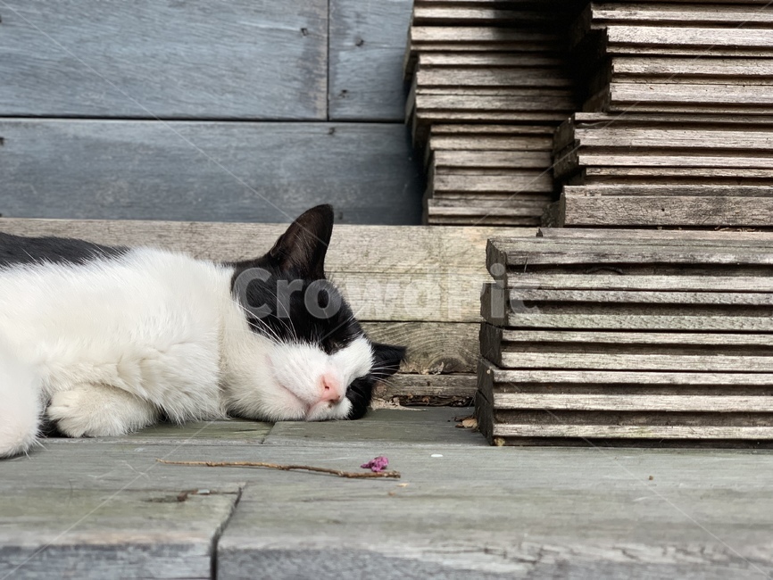 고양이,길고양이,cat,동물,animal
