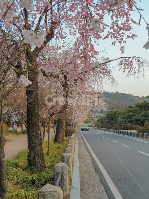 벚꽃,색감,나무,산책,공원,현충원,데이트,분홍색,길,차도,경계선